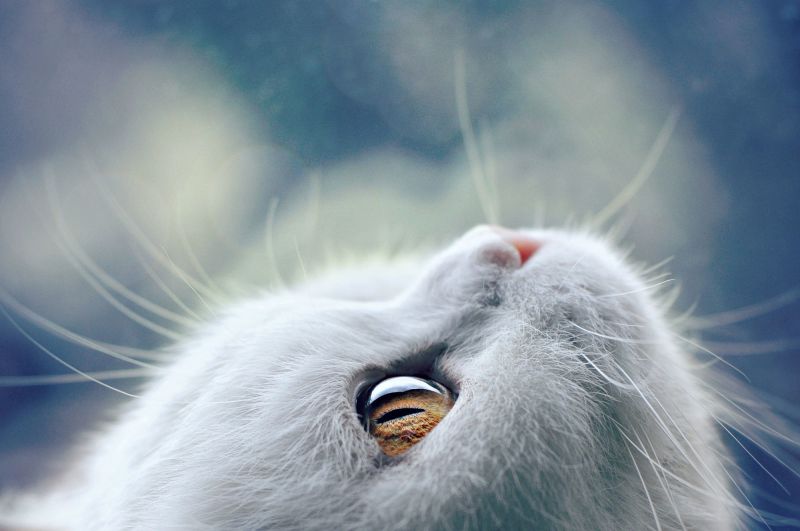 animals, cat, sky, wildlife, whiskers, mammals animals, cat, sky, wildlife, whiskers, mammals