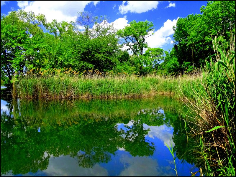 反射,水,性质,自然保护区,植被,湿地