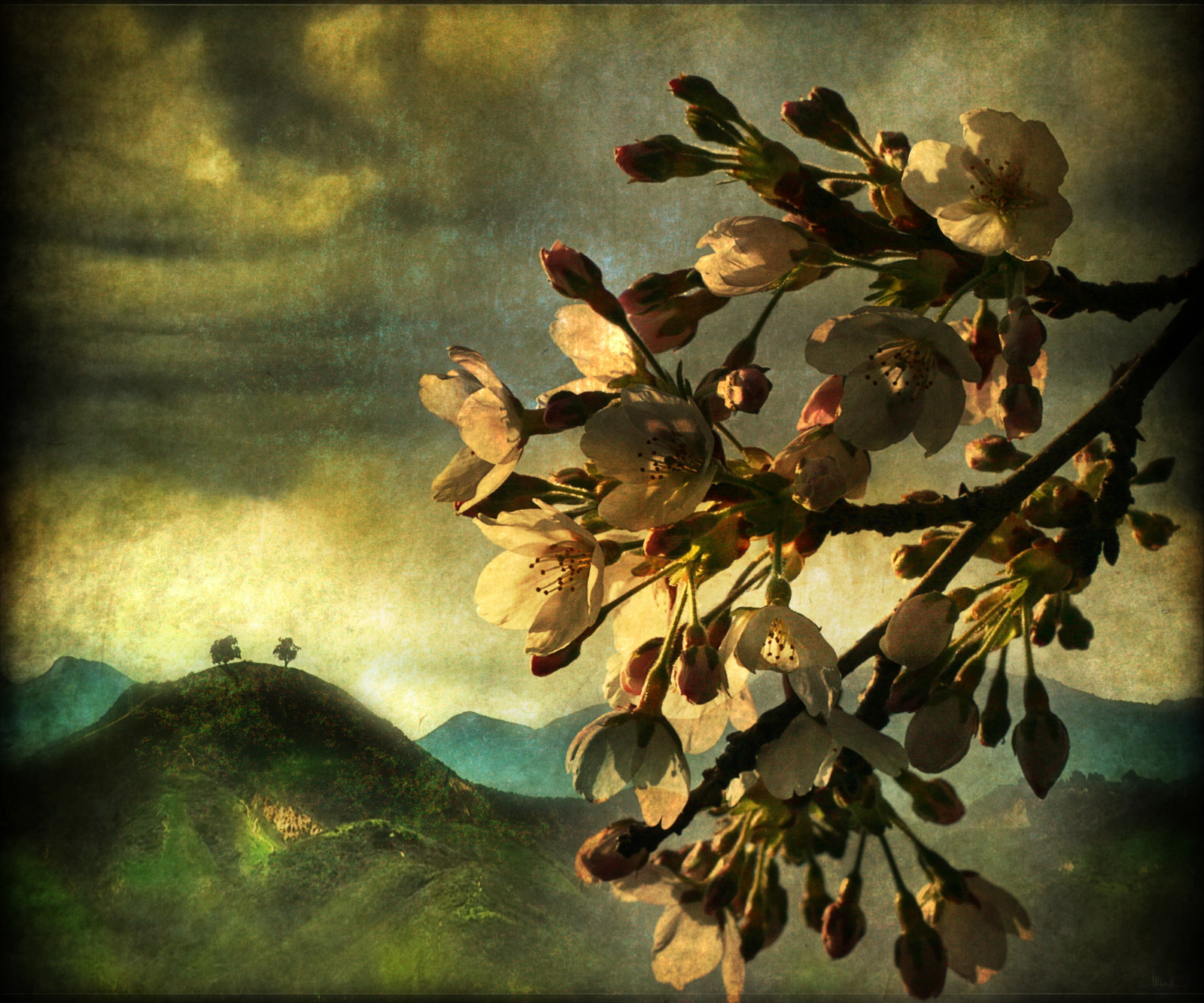 fond-d-cran-branche-feuille-la-peinture-nature-morte-nature