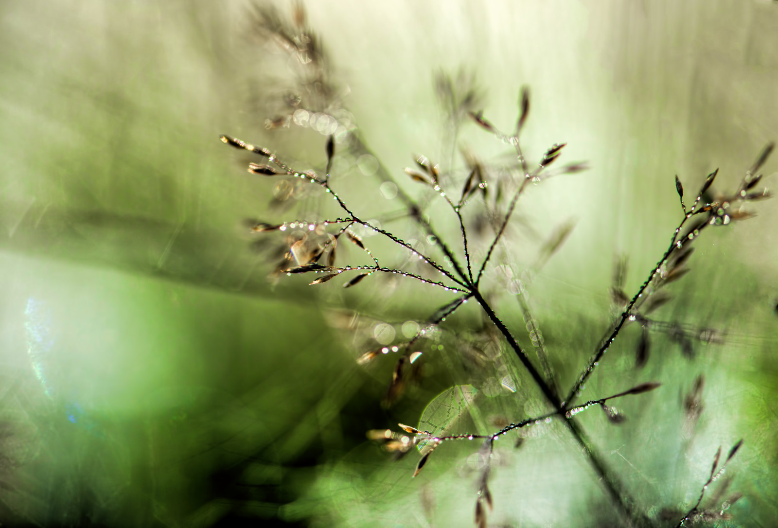 slunce, slunečnímu záření, makro, Příroda, krása, tráva, Sluneční svit, divit se, bokeh, brzy ráno, prozkoumat, rosa, lučina, catchlights, Nantgwynantnikond800