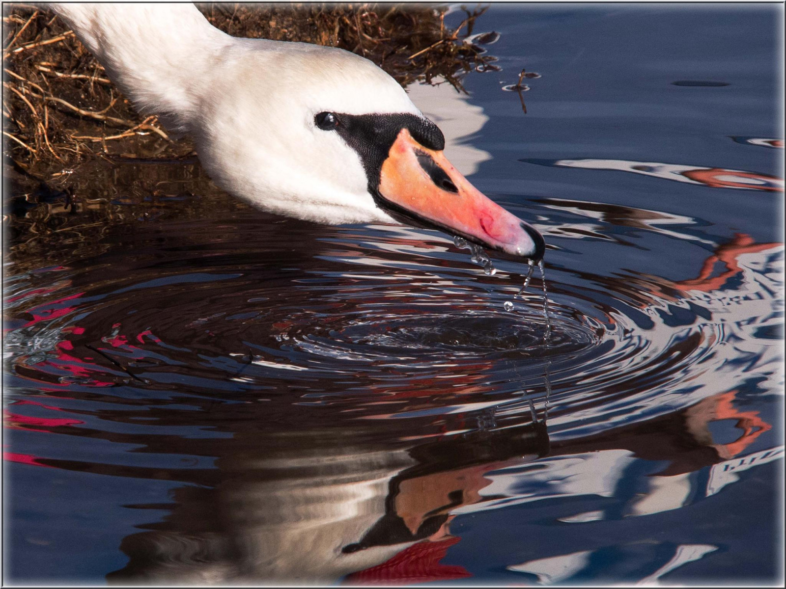 voda, odraz, Německo, labuť, kachna, 2015, zobák, UMĚNÍ, pták, polibek, deutschland, kapky vody, křídlo, wasser, ostseeleuchte, spiegelung, vodní ptáci, obratlovců, vodní pták, kachen, hus a labutě, wassertropfen, Schwan, spiegelbild, polibek, Kuss, kus, myreflection