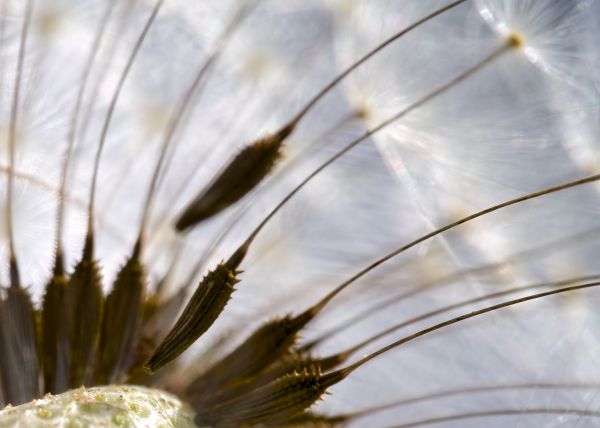 nature,release,detail,freedom,bokeh,Olympus