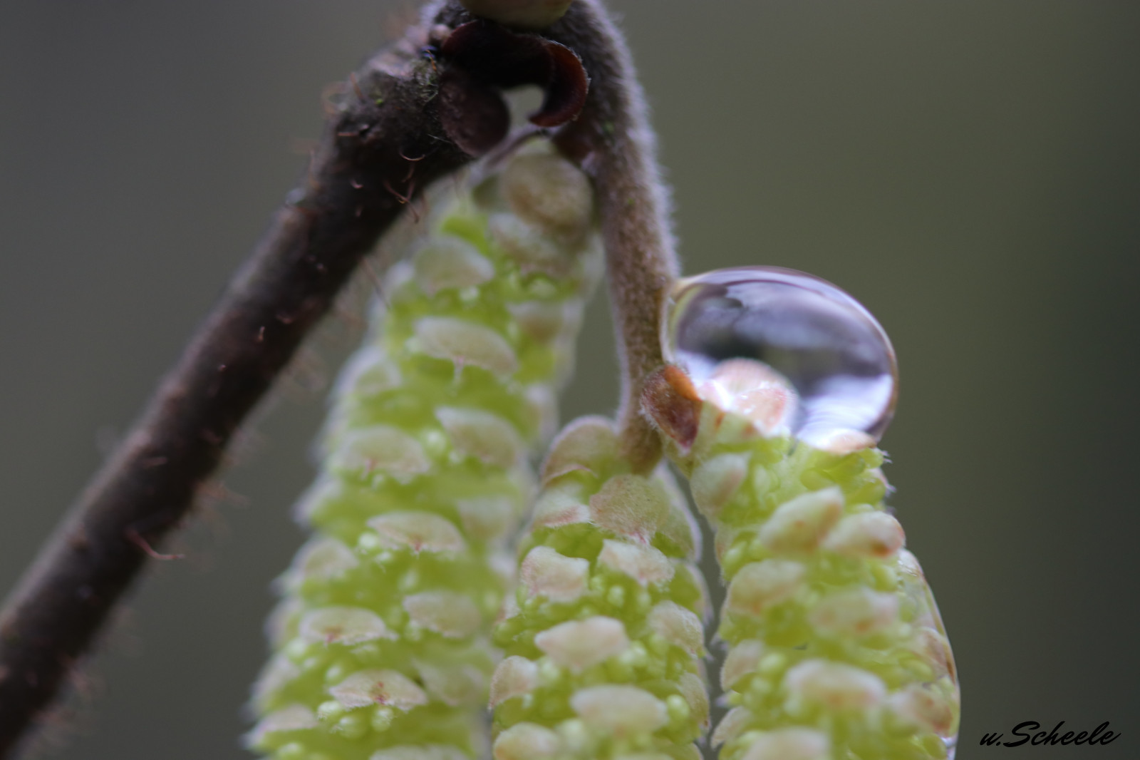 zahrada, voda, Příroda, fotografování, detailní, makro, hmyz, zelená, hnědý, Kánon, lískový oříšek, strom, list, květ, rostlina, venkovní, kapka vody, přírodní, pokles, flóra, kapky, kapičky, makro, natur, kapička, digitální, kapky vody, wasser, baum, fauna, rekuperační, tropfen, bl te, garten, pflanze, nahaufnahme, Regentropfen, botanika, zblízka, makro fotografie, závod stonek, bezobratlý, wassertropfen, Perles, canoneos80d, closeshot, eos80d, kapka s, pelzig, goutter, Haselnuss, haselnussbl te