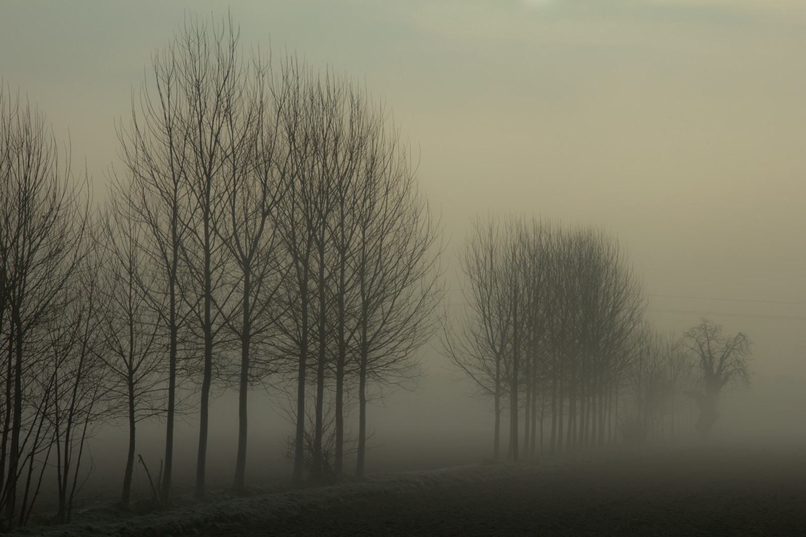 slunečnímu záření, stromy, les, Příroda, zima, větev, svítání, večer, ráno, mlha, atmosféra, zmrazení, mlhavý, opar, strom, mlha, den, počasí, svítání, mat56, krajiny, Nebbia, bestcapturesaoi, Paesaggi, přes, alberi, lombardia, lodi, Pianura, Lodigiano, PADANA, Mattino, Atmosfera, atmosférický jev, dřevina, Litta, Orio, Francigena, cortesantandrea