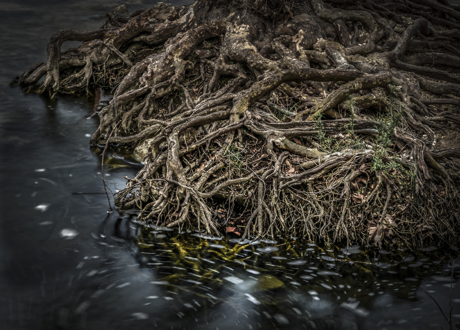 Texas Roots Wallpaper : water, reflection, grass, swirl, stream, Bank, roots ...