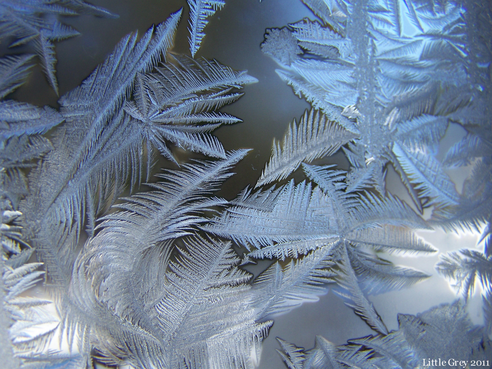 zima, Studený, mráz, gel, froid, givre, musictomyeyes, Hives, Hyddentreasures, artistoftheyear, spiritofphotography