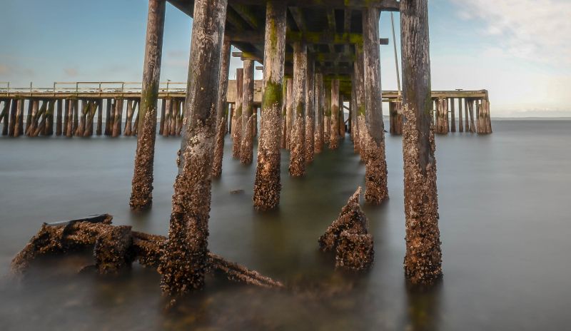 voda, odraz, dřevo, strom