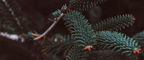 plant,terrestrial plant,twig,tree,Evergreen,phasianidae