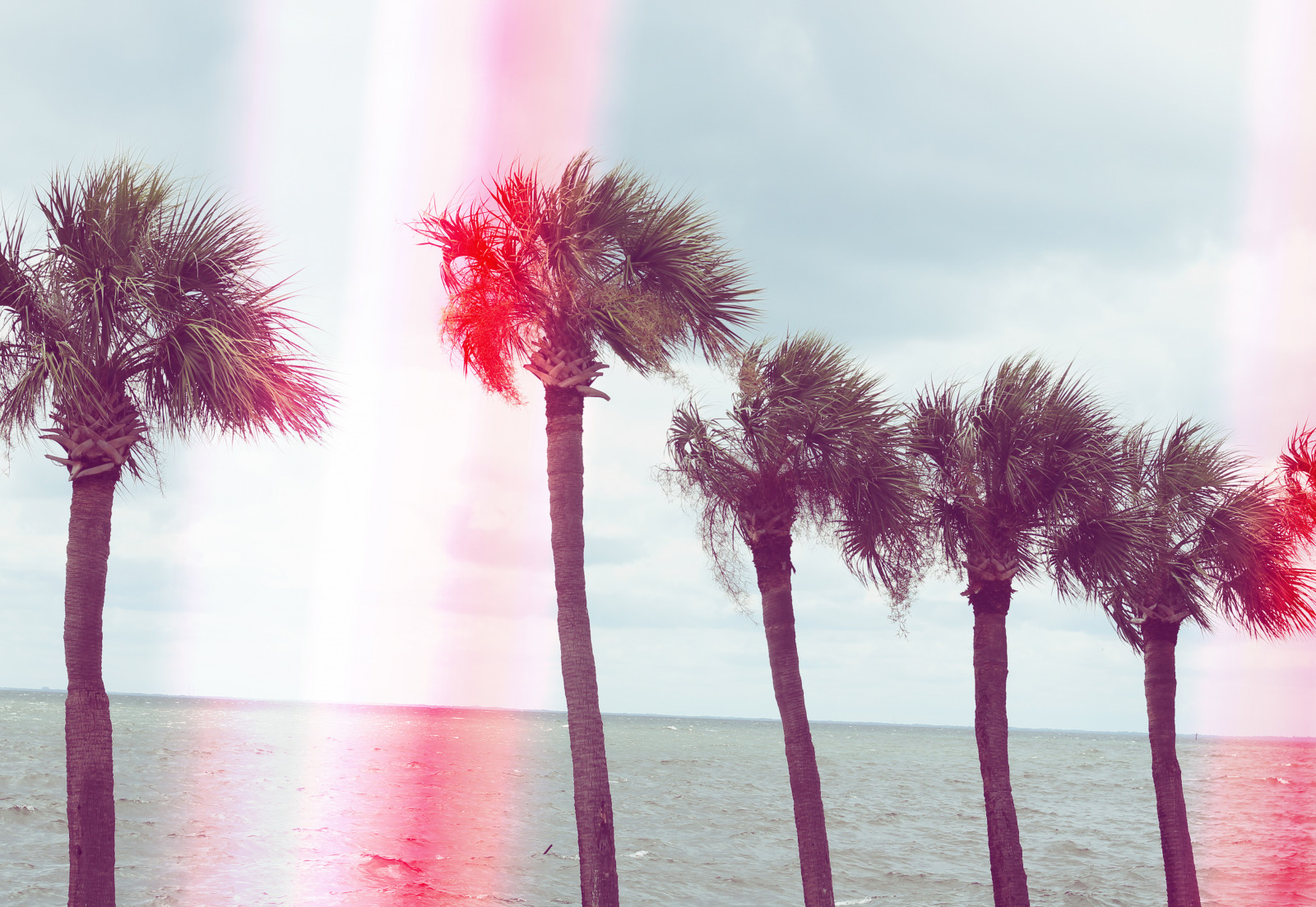 stromy, nebe, Kánon, růžový, jaro, Florida, strom, květ, rostlina, dlaň, oceán, palmy, canonrebel, lightleak, unikat