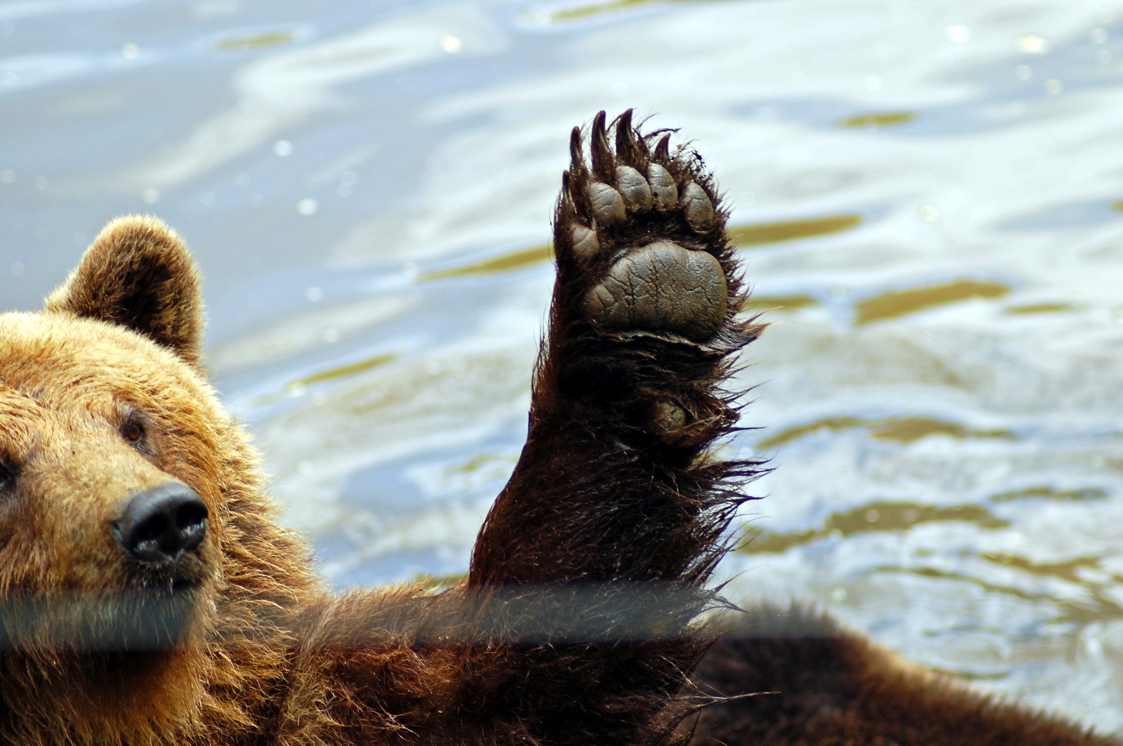 Německo, Volně žijících živočichů, vlk, Nikon, srst, zoologická zahrada, Grizzly, Medvěd hnědý, Europa, deutschland, gr n, medvěd, d40, fauna, savec, nikond40, Zvířata, greifvogel, čenich, carnivoran, tierpark, Wildpark, Wolfe, Baren, Dravci, Gangelt, Wildparkgangelt, terrestrial animal