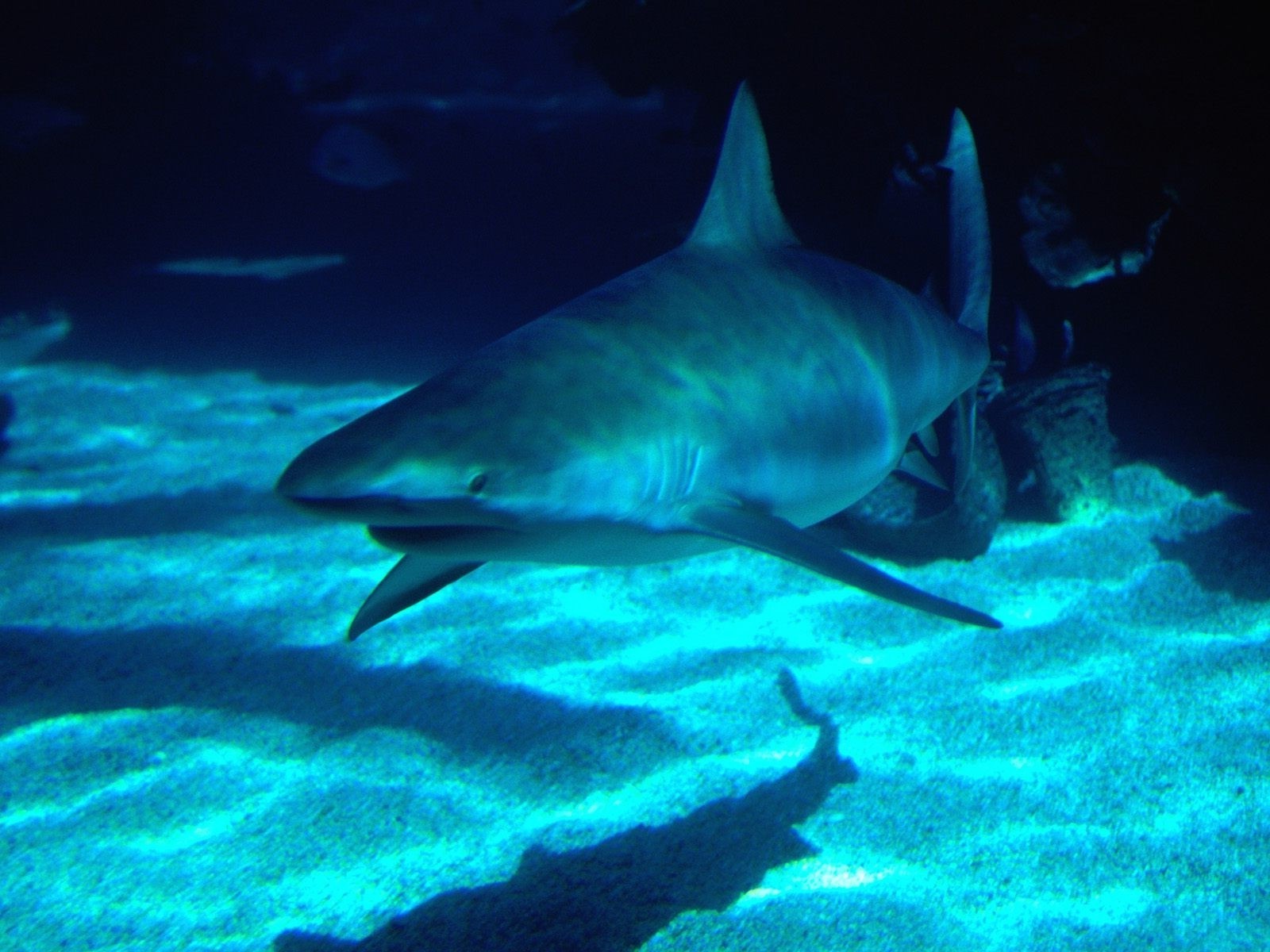 žralok, Ryba, Pod vodou, biologie, útes, 1600x1200 px, obratlovců, mořská biologie, hlubinné ryby, requiem žralok, žralok tygří, Carcharhiniformes, paryby