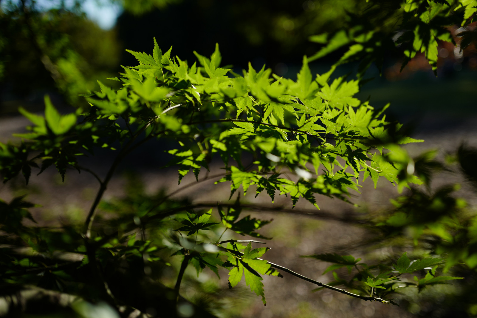 Japonsko, slunečnímu záření, les, zahrada, Příroda, tráva, větev, mech, zelená, džungle, Leica, Tokio, deštný prales, jp, strom, podzim, list, květ, rostlina, flóra, vegetace, Shinjuku, shinjukugyoen, summilux, leicaq, summilux1728, q, 1728, zálesí, botanika, suchozemská rostlina, kvetoucí rostlina, dřevina, ekosystém, keř, opadavý, javor
