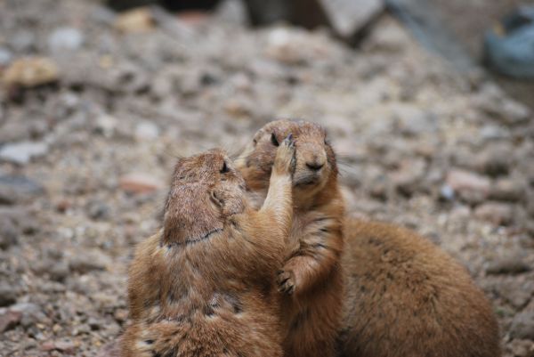 meerkats,couple,care