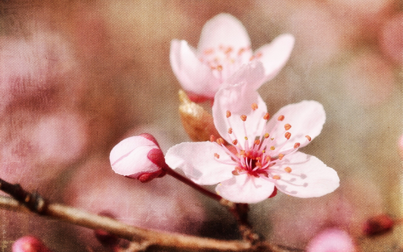 alimente, ramură, floare de cires, inflori, roz, arc, copac, floare, plantă, a inflori, floră, petală, legume şi fructe, a închide, macro fotografie