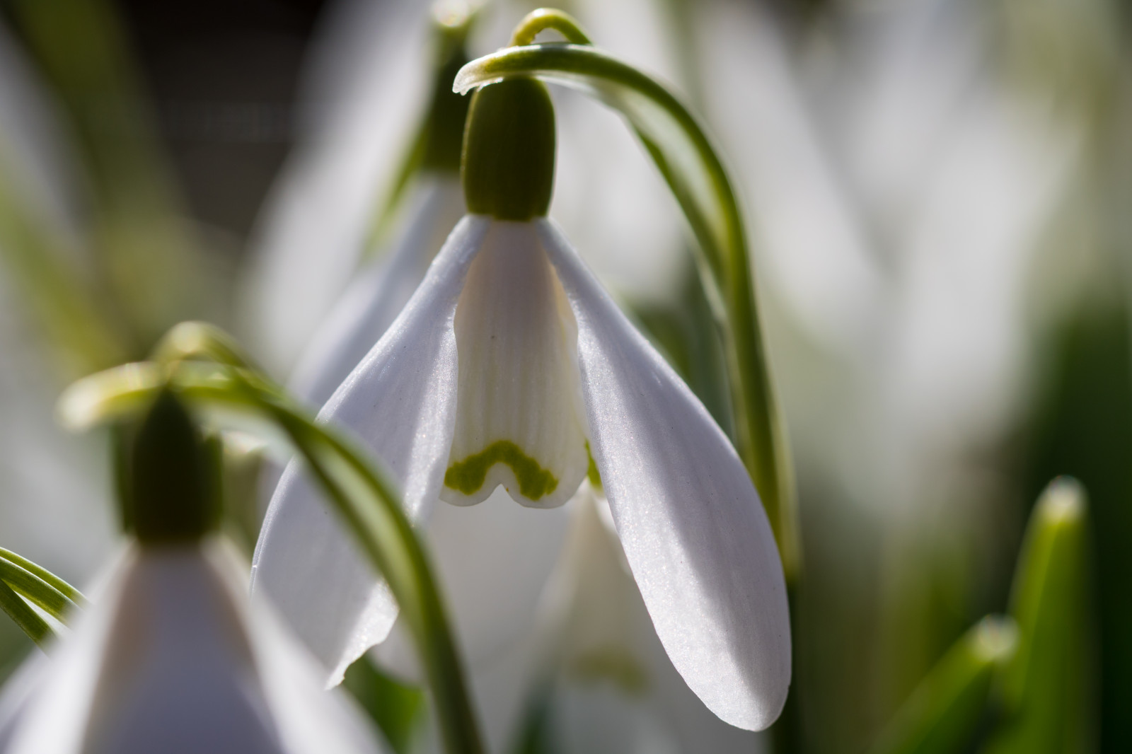 zelená, květ, květ, rostlina, flóra, Blomma, sn droppe, sněženka, Torup, botanika, suchozemská rostlina, kvetoucí rostlina, zblízka, makro fotografie, závod stonek, galanthus