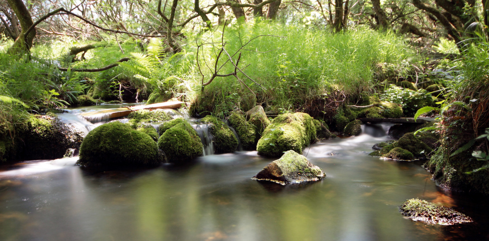 longexposure, træer, lys, Sol, træ, vand, græs, sten-, flod, klipper, strøm, lav, Devon, Bæk, hede, dartmoor, dart, Holne, venfordhiddenwaterfalls