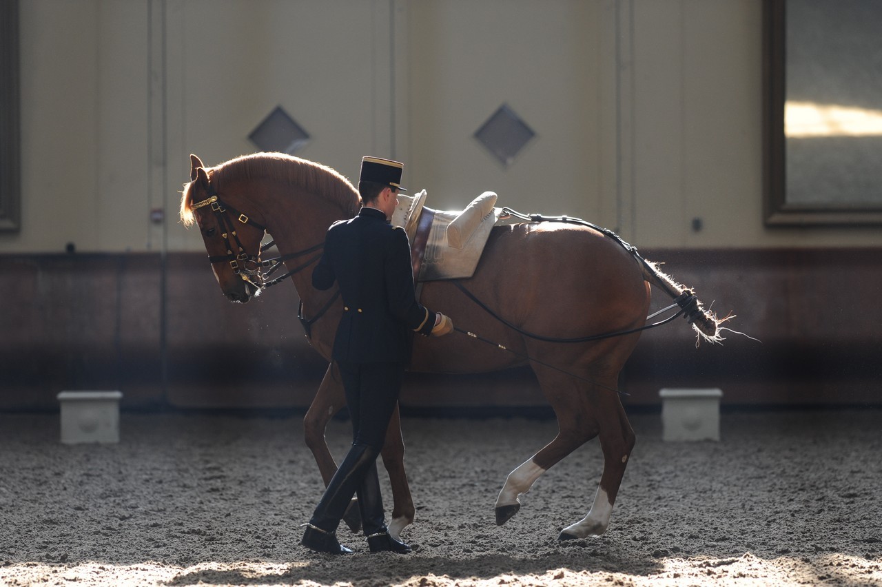 Wallpaper men, standing, France, jockey, mare, equestrianism, animal sports, horse like mammal