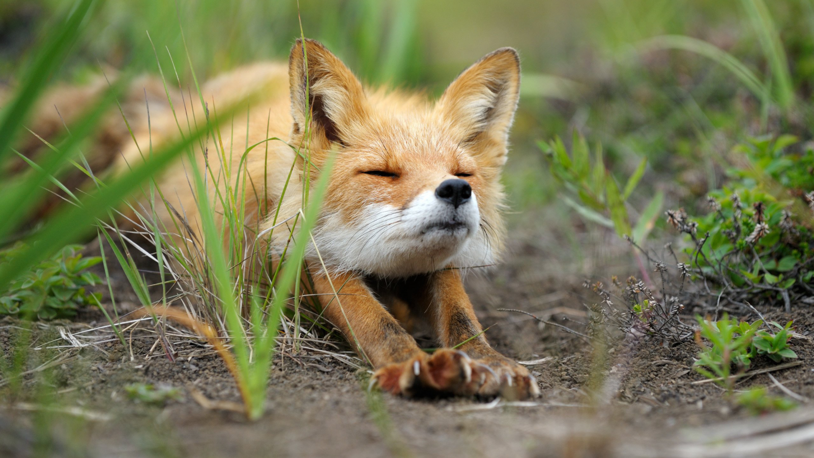 Tiere, Natur, Gras, Tierwelt, Fuchs, Stretching, Fauna, Säugetier, Wirbeltier, Hund wie Säugetier, roter Fuchs, Kit Fuchs, Dhole
