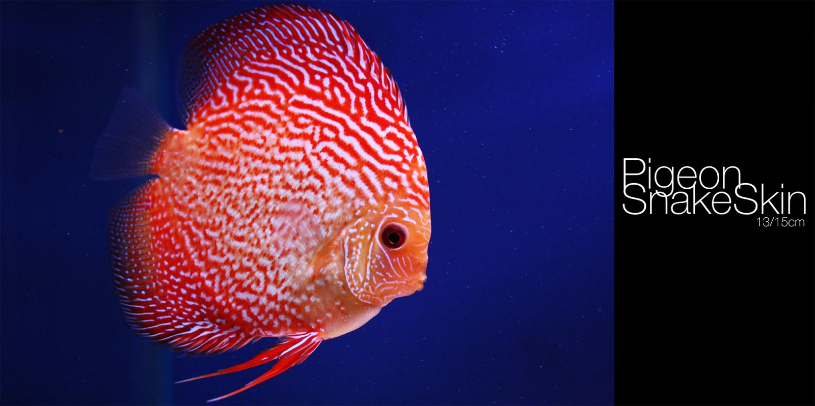 pesce, subacqueo, Discus Pesce, biologia, biologia marina, pesce di mare profondo, organismo, Pomacentridae, Pomacanthidae