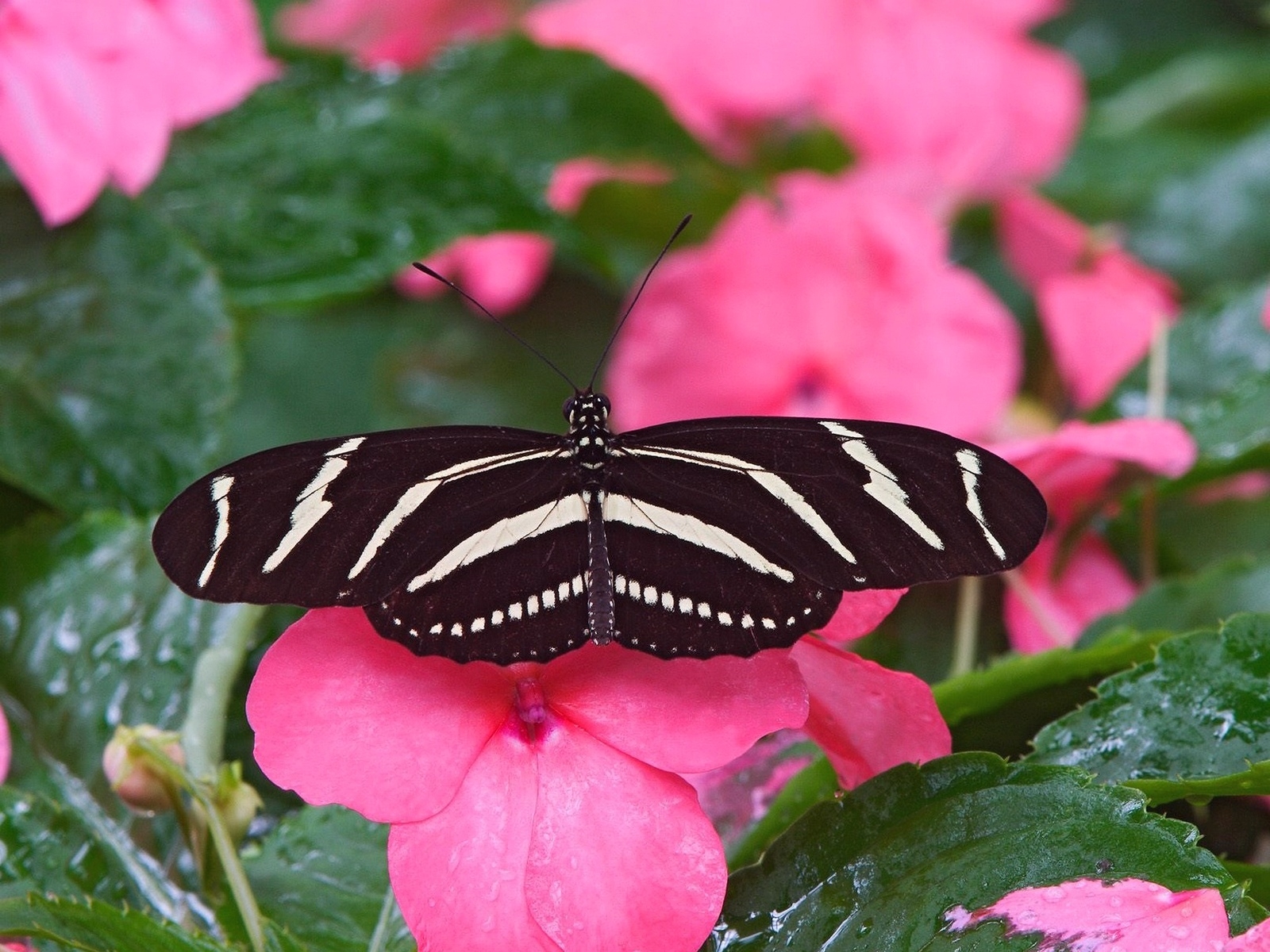 borboleta, Asas, Voar, flor, Padrões