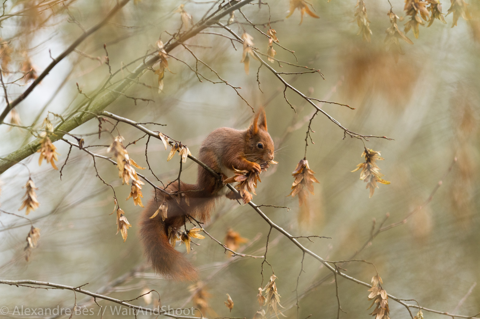 Champ Squirrel Wallpaper : sunlight, forest, portrait, eyes, nature, squirrel, branch ...
