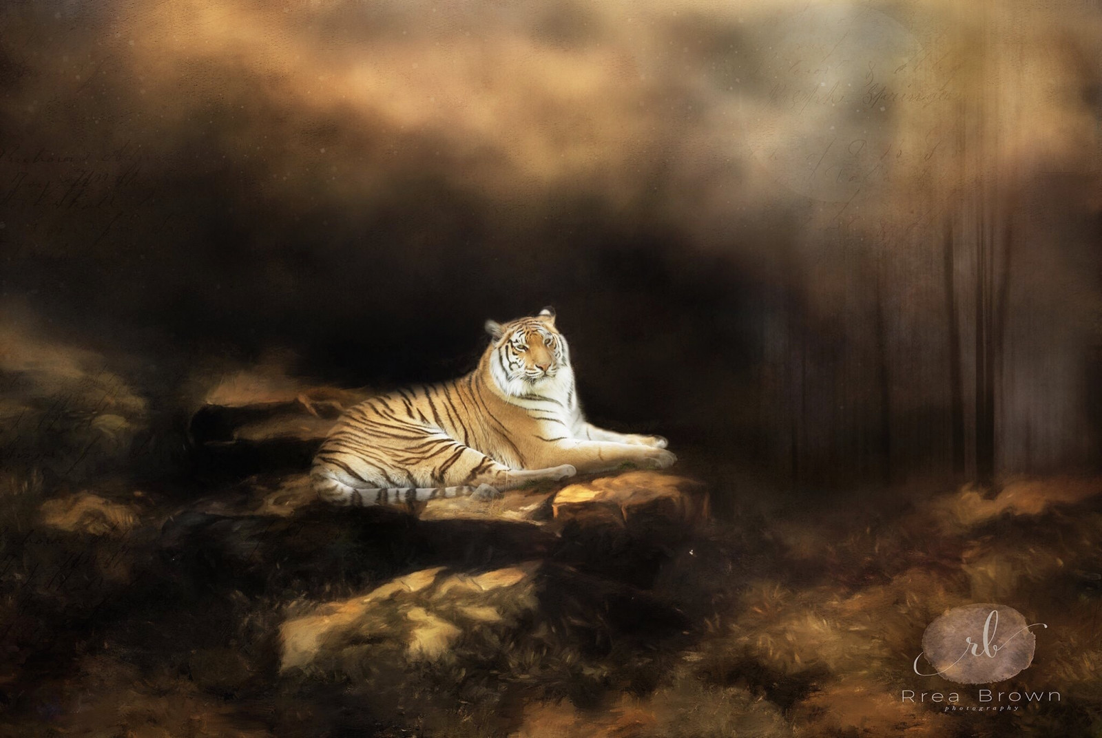 slunečnímu záření, nebe, tygr, Volně žijících živočichů, velké kočky, kníry, náladový, fauna, savec, textury, počítač tapeta, kočka jako savci, čenich, malé až středně velké kočky, carnivoran, zooanimals, Reabrownhothotography, Animalphotos