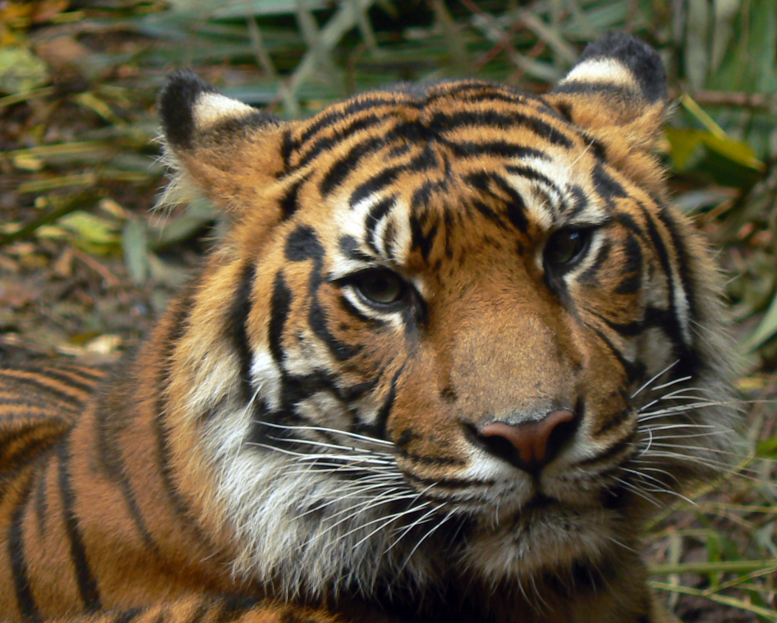 Přátelé, Sumatra, Indonésie, tygři, Melbournezoo, Sumatrantiger, bigcats, bufet, Royalmelbournezoo, fpc, Sumatrantigers, animaladdiction, specanimal, goldenmix, Avisittothezoo, Zvířat, superbmasterpiece, worldofanimals, Auselitu, naturewatcher, wonderfulworldmix, Sumatranwildlife, Divoká zvěř, itsazoooutthere, qualitypixels, llovemypics, flickrlovers, vosplusbellesphotos, flickrbigcats, Wildcatworld, flickrsbestcreatures