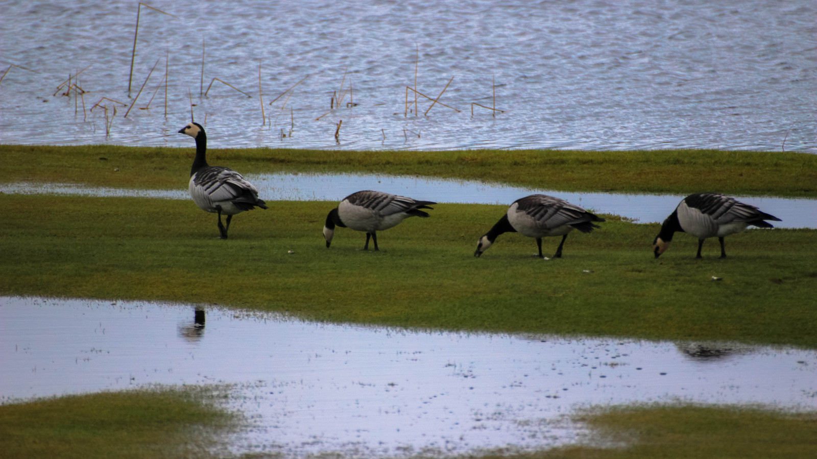 pták, husa, Barnaclegoose, Vellinge, m kl ppen, Vitkindadg s