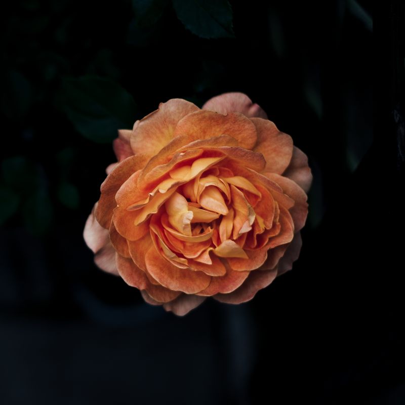 bloemen, natuur, rood, fotografie, geel, roos bloemen, natuur, rood, fotografie, geel, roos