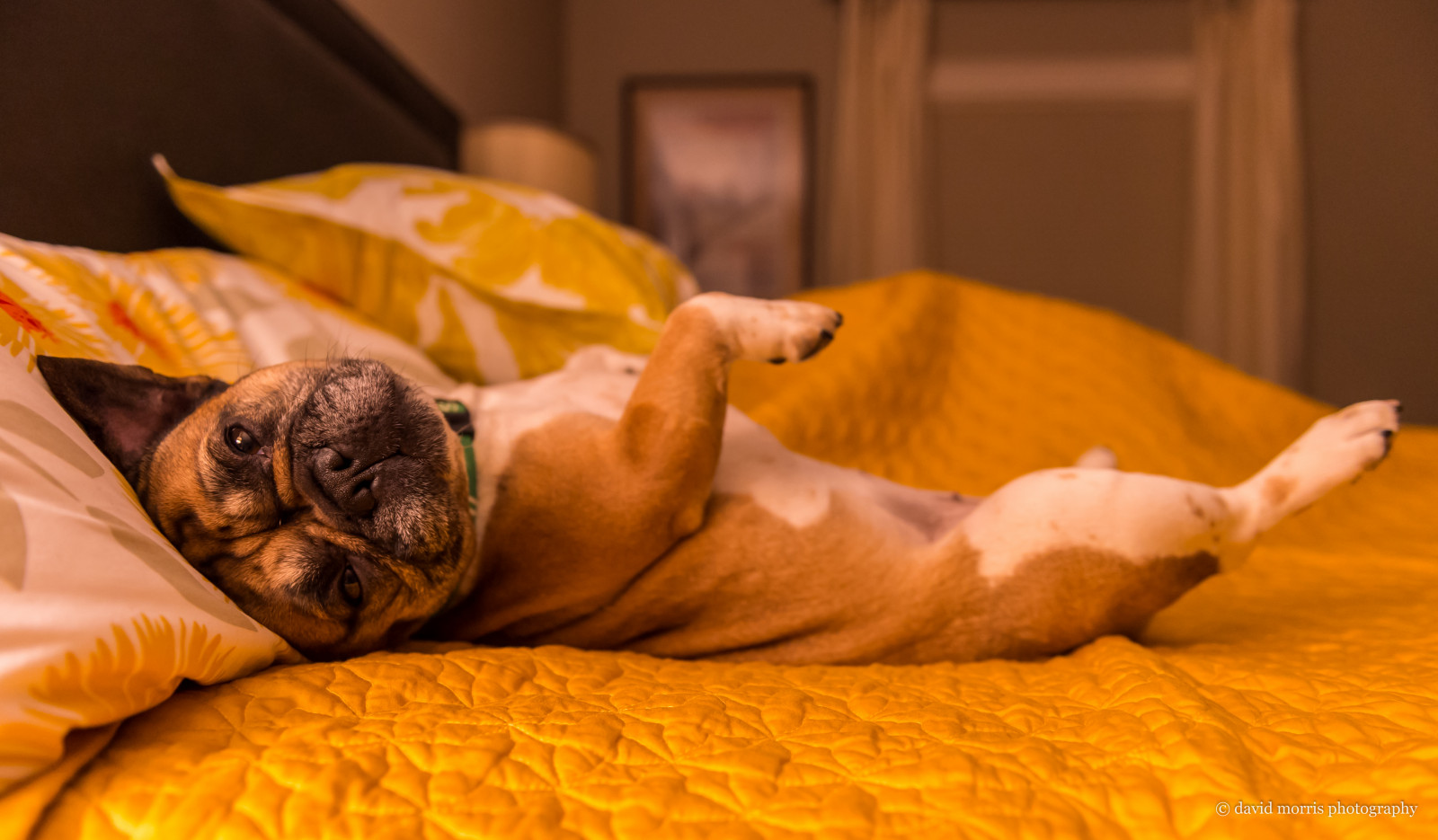 Wallpaper yellow, skin, dog like mammal, vertebrate, carnivoran