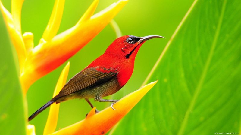 állatok, madarak, természet, sunbirds, 1920x1080 px állatok, madarak, természet, sunbirds, 1920x1080 px