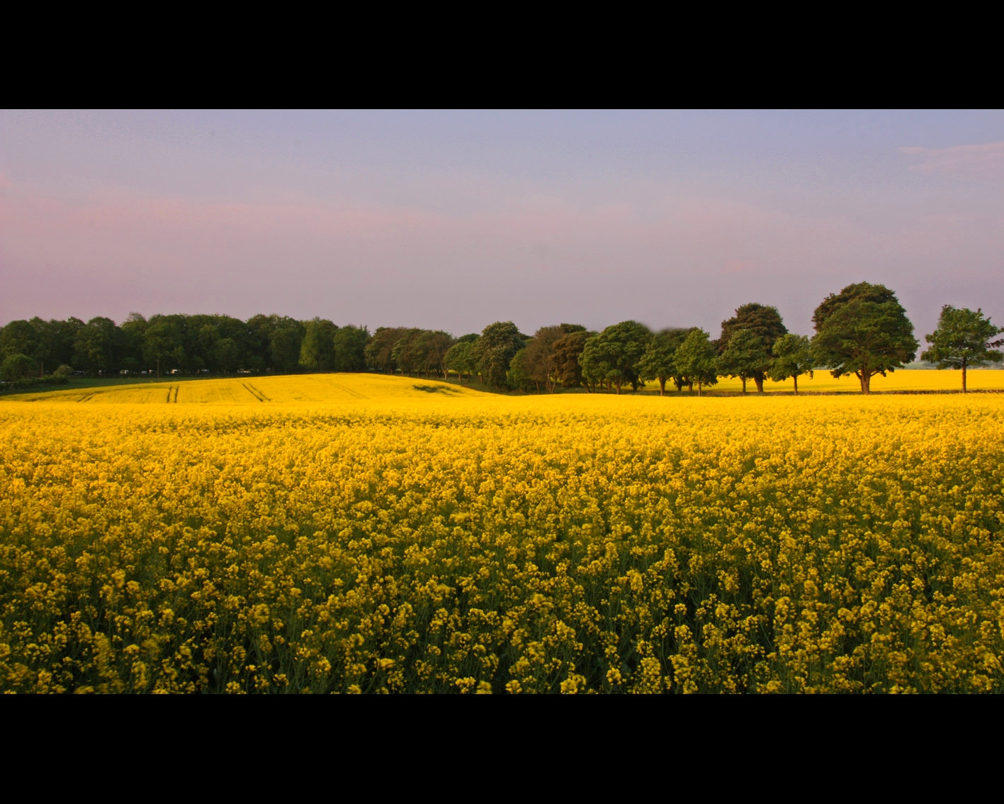 slunečnímu záření, stromy, krajina, nebe, pole, žlutý, Anglie, ráno, hospodařit, Kánon, řepkového, 2011, květ, sklizeň, lučina, rostlina, mygearandme, zemědělství, řepka, zemědělství, louka, plantáž, prostý, mygearandmepremium, mygearandmebronze, mygearandmesilver, mygearandmegold, eos, platinumheartaward, mygearandmeplatinum, mygearandmediamond, treeline, 450D, divoká rostlina, prérie, smět, oříznutí, oilseedrape, venkov, vyrobit, kvetoucí rostlina, brassica, hořčice, hořčice závod, brassica rapa, hořčice a zelí rodina, cotswolds, Seedoilrape, brassicales