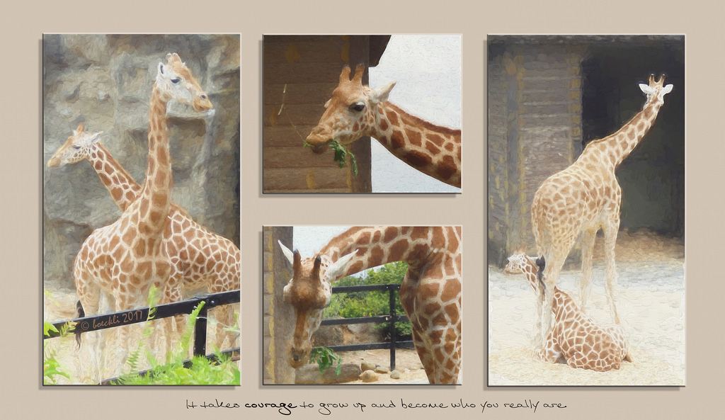 zvěř, koláž, textura, zoologická zahrada, Austrálie, Sydney, zvíře, žirafa, textur, Texturen, fauna, řada, textury, Zvířata, Giraffidae, odvaha, Taronga, poetography