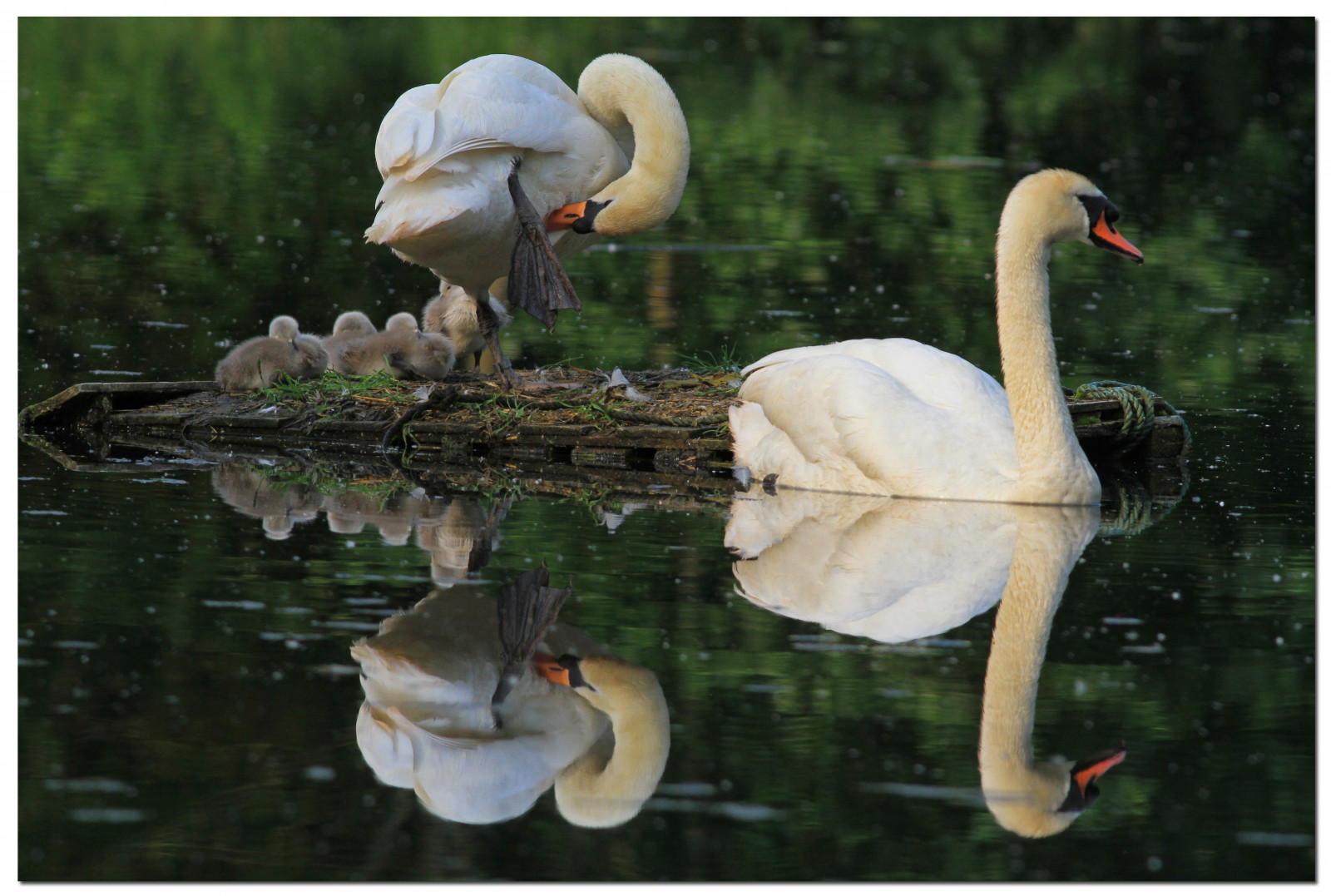 Chim, Thiên nga, signets, Blinkagain