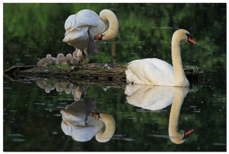 madarak,Hattyúk,signets,blinkagain