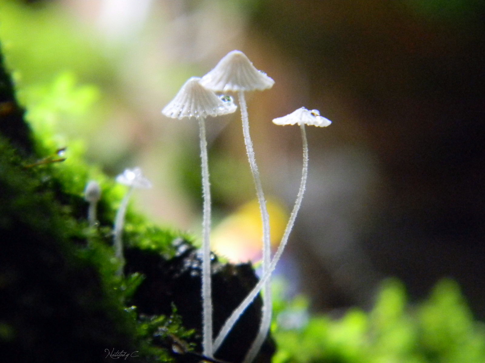 Dům, makro, domů, Příroda, houba, zahrada, casa, Nikon, bokeh, natureza, houby, jardim, micro, bonsai, Cogumelos, fungo, mikrosvět