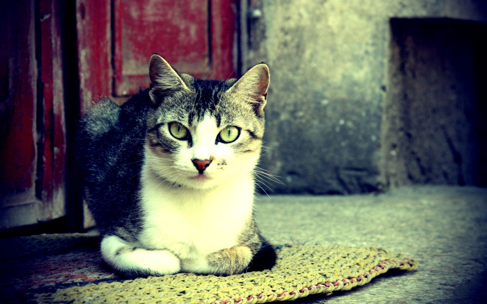 pisică, animale, mustati, Pisici, pisoi, mamifer, 2560x1600 px, animale vertebrate, pisică ca mamifer, mici pentru pisici mijlocii
