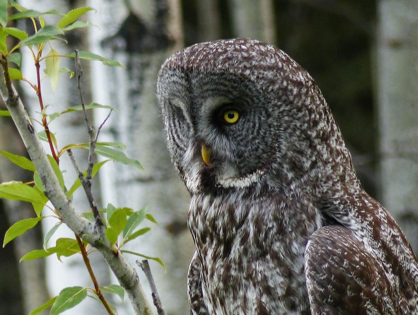 alberi, foresta, uccelli, natura, natura, Canada, uccello rapace, gufo, bokeh, Alberta, primavera, becco, a caccia, luce bassa, albero, all'aperto, uccello, birdofprey, greatgreyowl, strixnebulosa, fauna, avianexcellence, Fz200, aviaria, avvicinamento, grande gufo grigio, organismo, eccellenza, tutti i diritti riservati, arroccato, recinzione, greatgrayowl, ornitologia, annkelliott, strix, anneelliott, fz2003, swofcalgary, Frontsideview, Strigiformes, Anneelliott2016, Strigidae, 8june2016