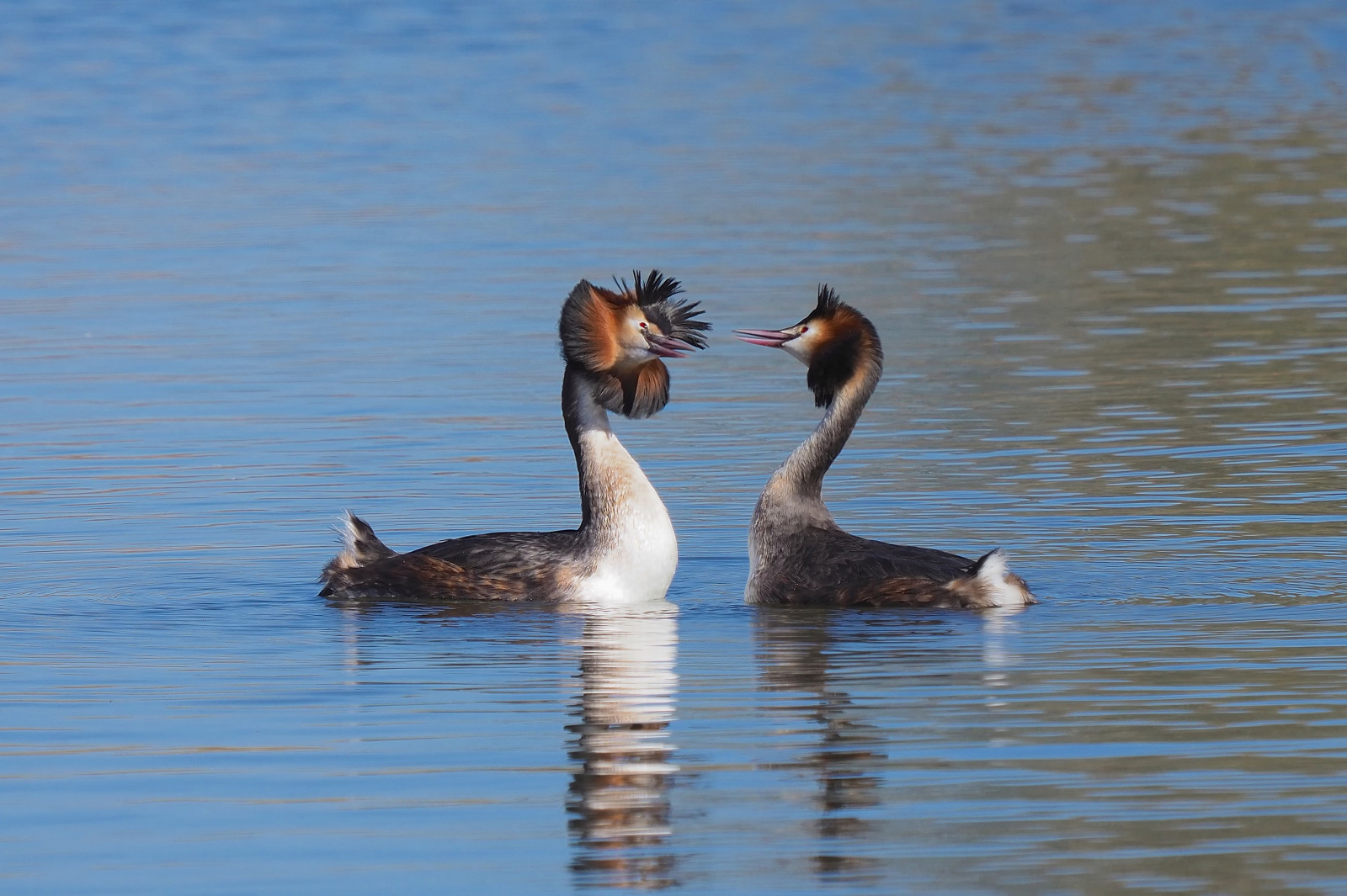 slunečnímu záření, bílý, Černá, voda, Příroda, nachový, modrý, hnědý, Volně žijících živočichů, Šedá, oranžový, kachna, husa, jaro, zobák, milovníci, Olympus, Panasonic, pták, mořský pták, elegantní, fauna, Nottingham, vodní ptáci, vodní pták, kachen, hus a labutě, 100.400mm, shorebird, podicepscristatus, klythawk, Jeřáb jako pták, waterbird, em1mkll, colwickpark, seaduck, Velkolepky, Páření páry, Soudní dvůr, Marinalake
