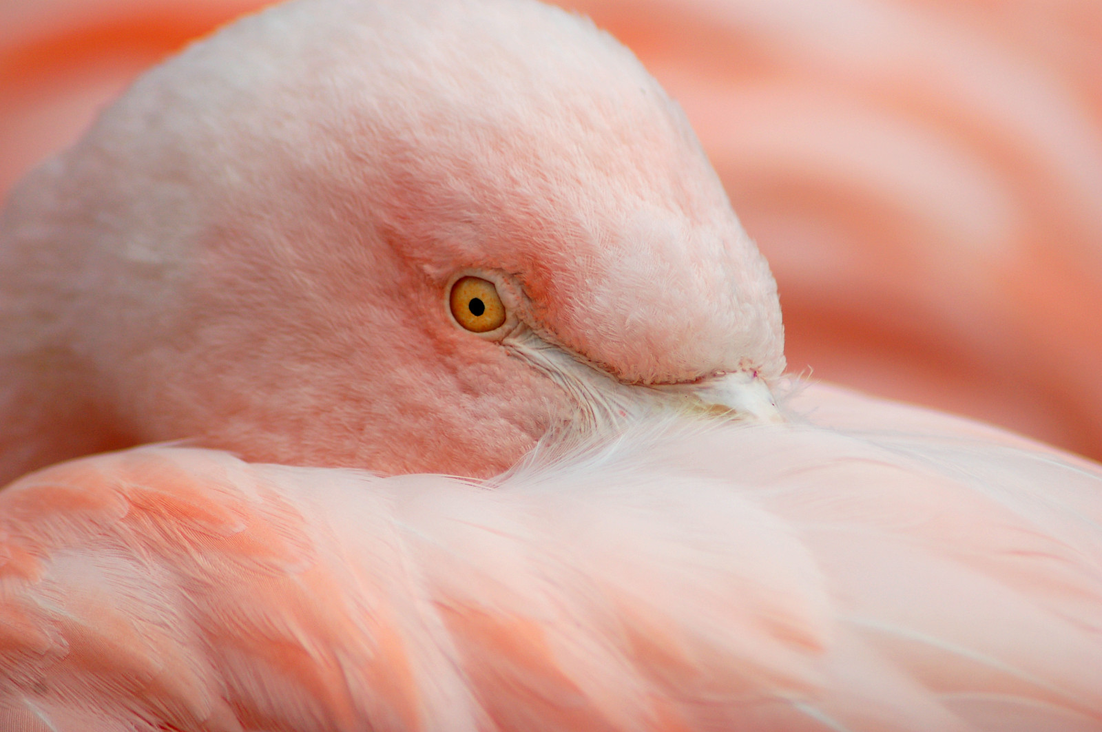 mund, næse, lyserød, næb, 2007, fugl, øje, fjer, flamingo, læbe, hals, abigfave, fauna, specanimal, bravo, magicdonkey, impressedbeauty, blueribbonwinner, avianexcellence, outstandingshots, searchthebest, tæt på, makrofotografering, snude, vand fugl, outstandingshot, animalkingdomelite, explore2007, northcarolinazoo