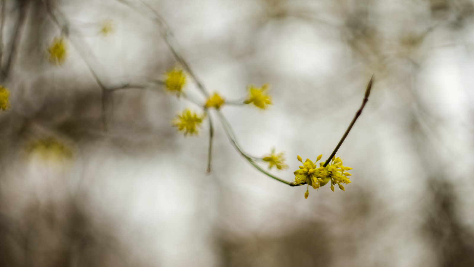 slunečnímu záření, větev, žlutý, květ, jaro, strom, podzim, list, květ, rostlina, flóra, fuji, okvětní lístek, 58mm, větvička, počítač tapeta, zblízka, makro fotografie, závod stonek, Helios, dřín, stock photography