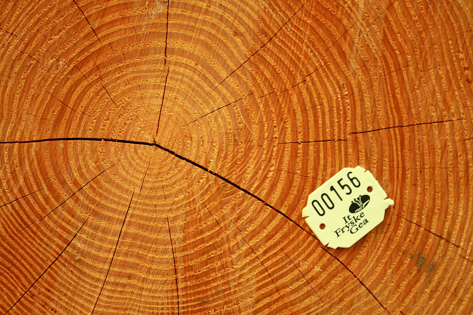 Wallpaper nature, rings, texture, circle, tree, line, hardwood, friesland, wood stain