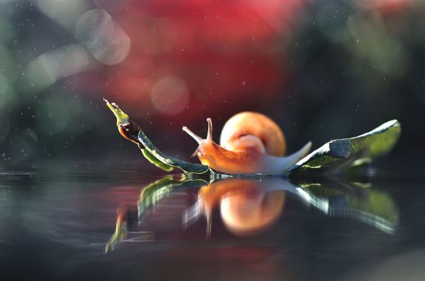 macro,animals,snail