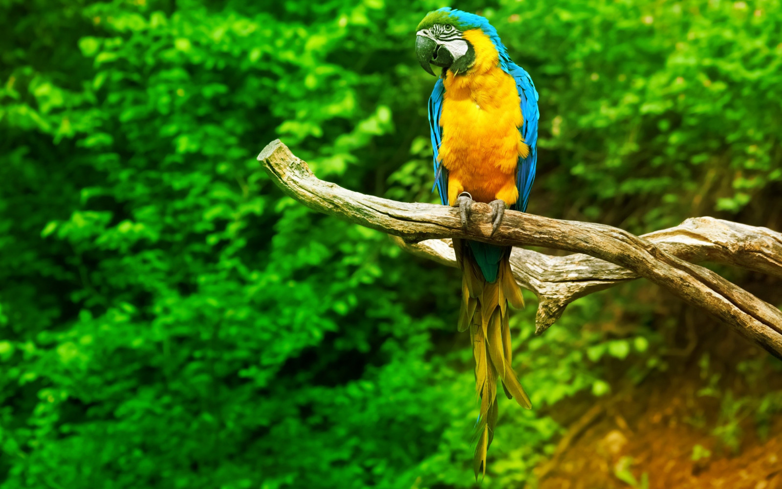 aves, naturaleza, loro, rama, verde, fauna silvestre, selva, pico, hoja, pájaro, guacamayo, fauna, vertebrado