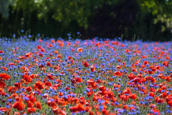 field,flower,explore,poppy,blomma,cornflower