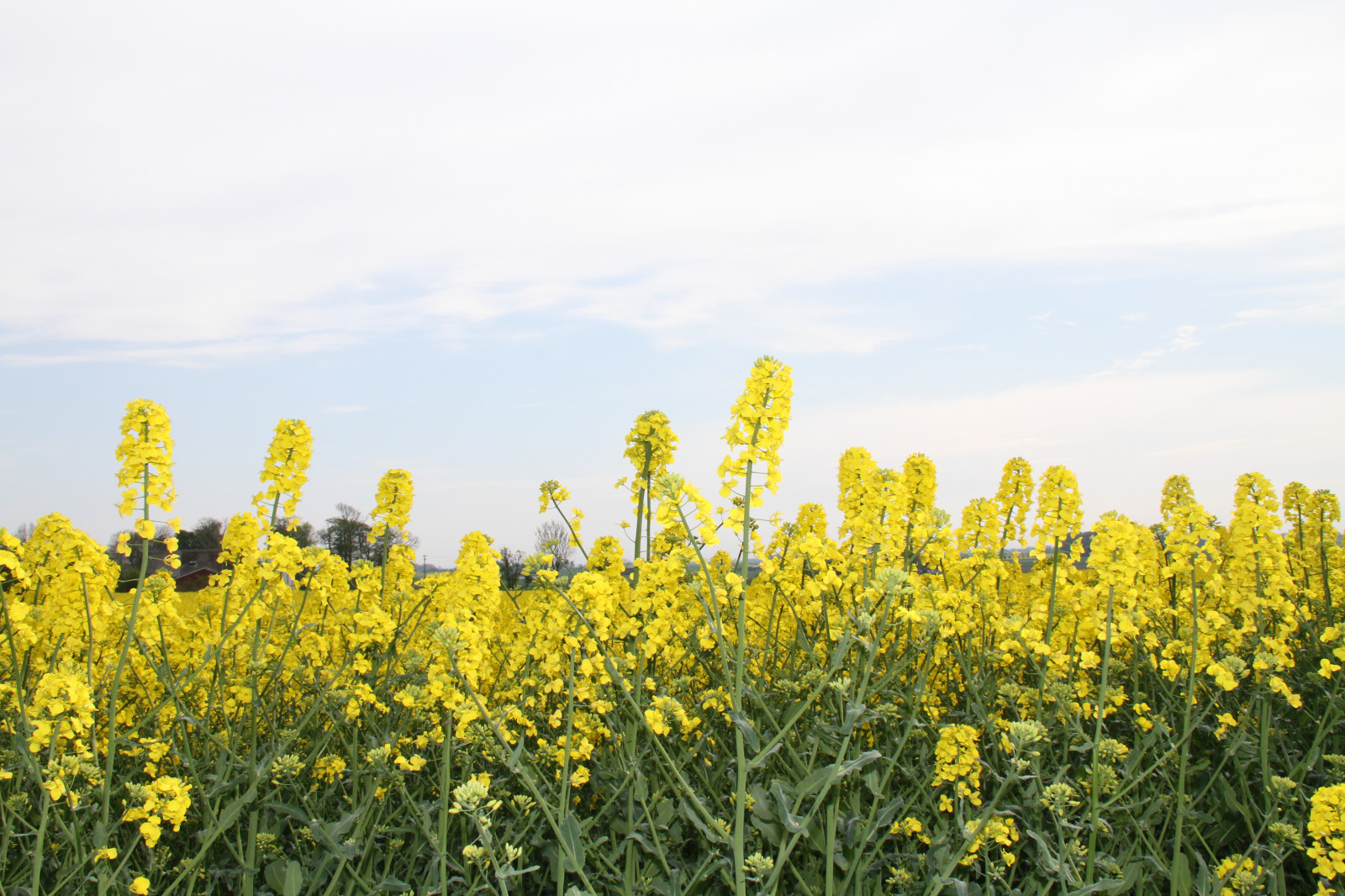 krajina, jídlo, pole, žlutý, řepkového, květ, lučina, rostlina, řepka, zemědělství, soderslatt, louka, divoká rostlina, prérie, oříznutí, vyrobit, suchozemská rostlina, kvetoucí rostlina, tráva rodina, zeleninový, brassica, hořčice, hořčice závod, brassica rapa, hořčice a zelí rodina
