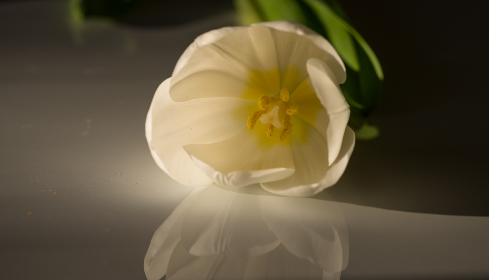 hvid, fotografering, gul, blomst, blomst, plante, tulipan, flora, blomma, Tulpan, kronblad, jord plante, blomstrende plante, tæt på, makrofotografering