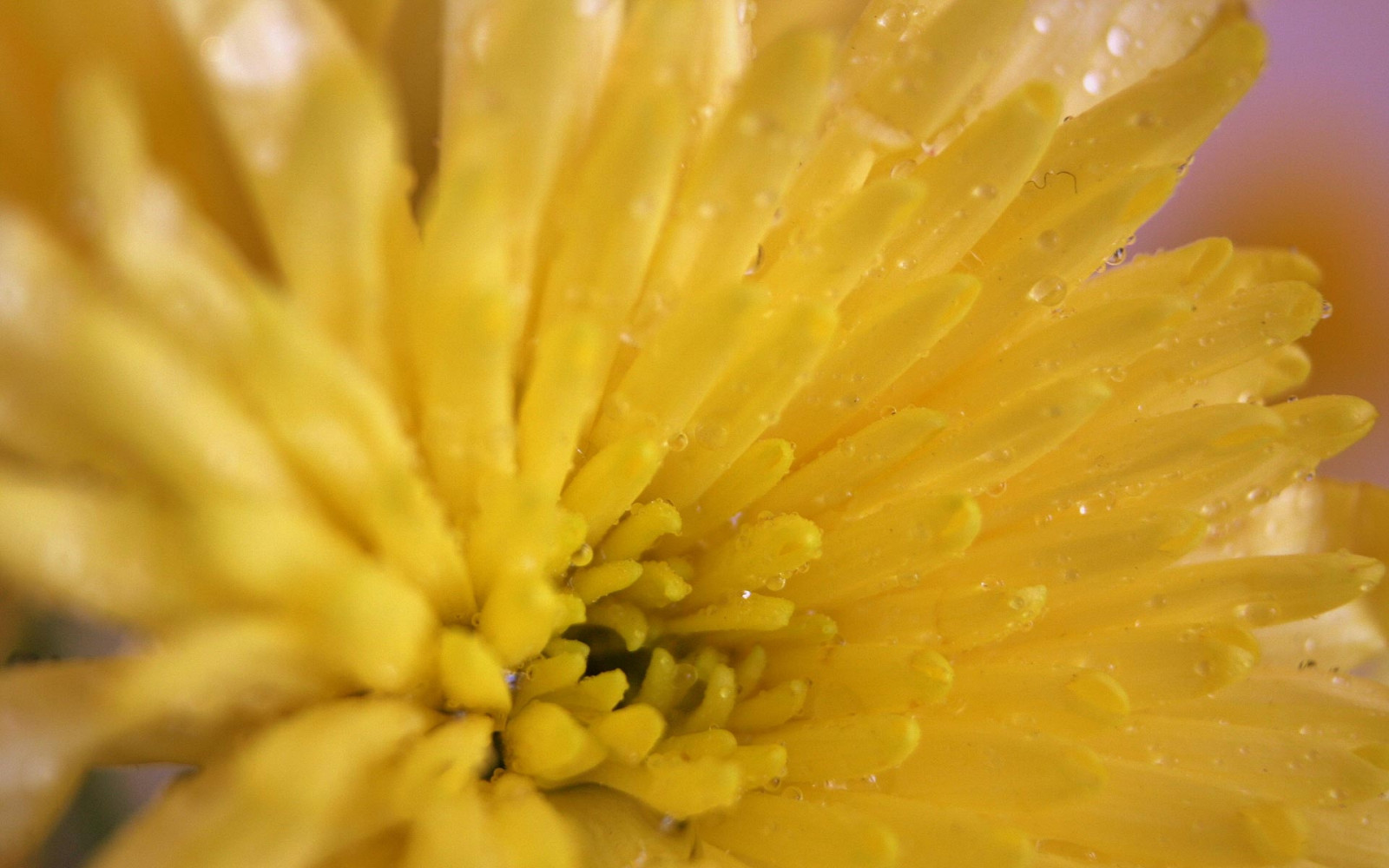 Wallpaper yellow, petals, pollen, bright, color, flower, flora, petal, chrysanthemum, land