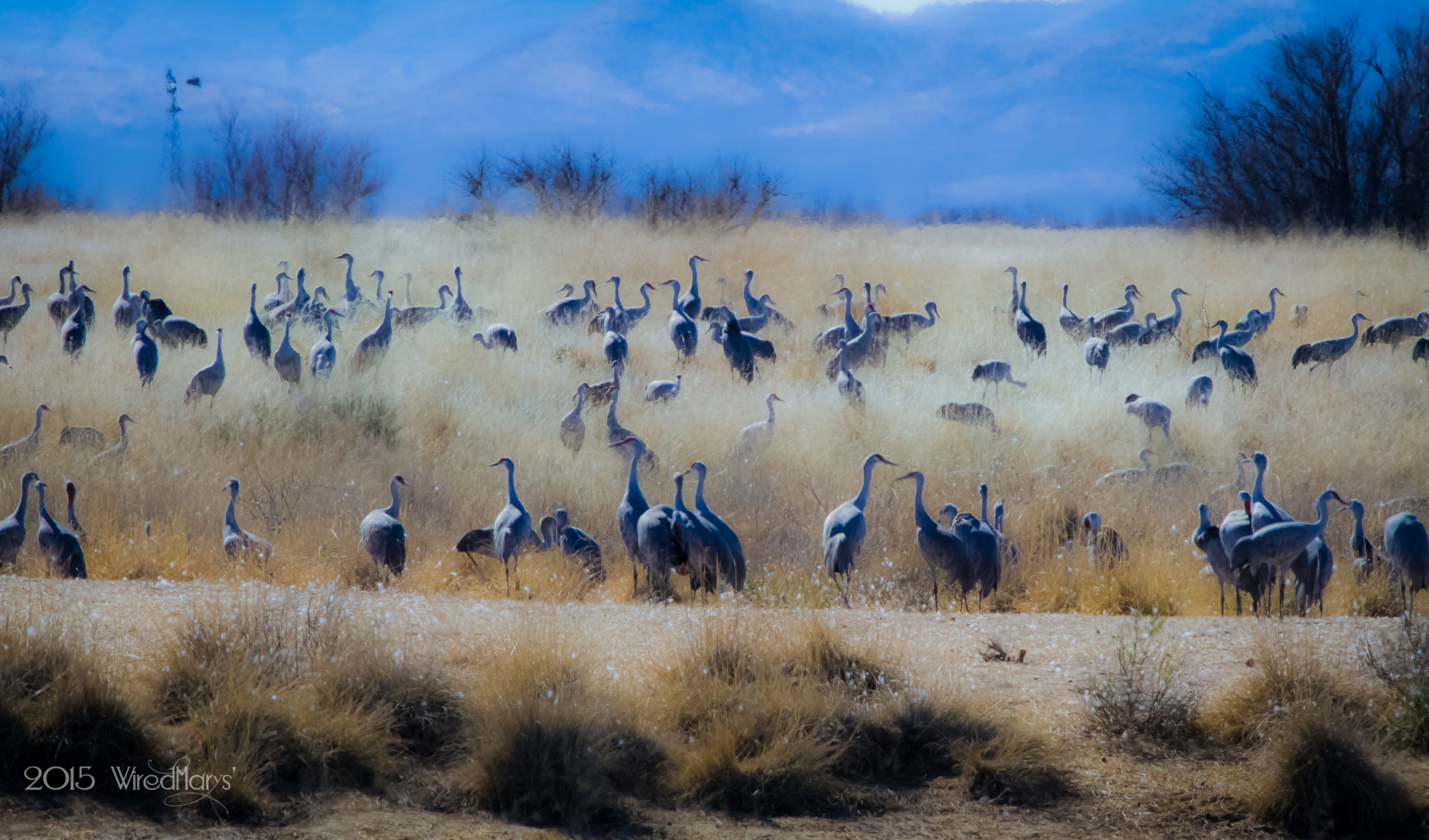 กวาง, นก, สัตว์ป่า, ถิ่นทุรกันดาร, ทุนดรา, บริภาษ, พื้นที่ชุ่มน้ำ, ทุ่งหญ้า, นก, อารมณ์, sandhillcrane, เครน, ฝูงสัตว์, ที่ราบ, hss, sliderssunday, สัตว์ป่า, ทุ่งหญ้า, canoneos7d, สะวันนา, lightroom5, นกป่า, การย้ายถิ่นของสัตว์, เครนเหมือนนก, whitewaterdraw, wiredmarys