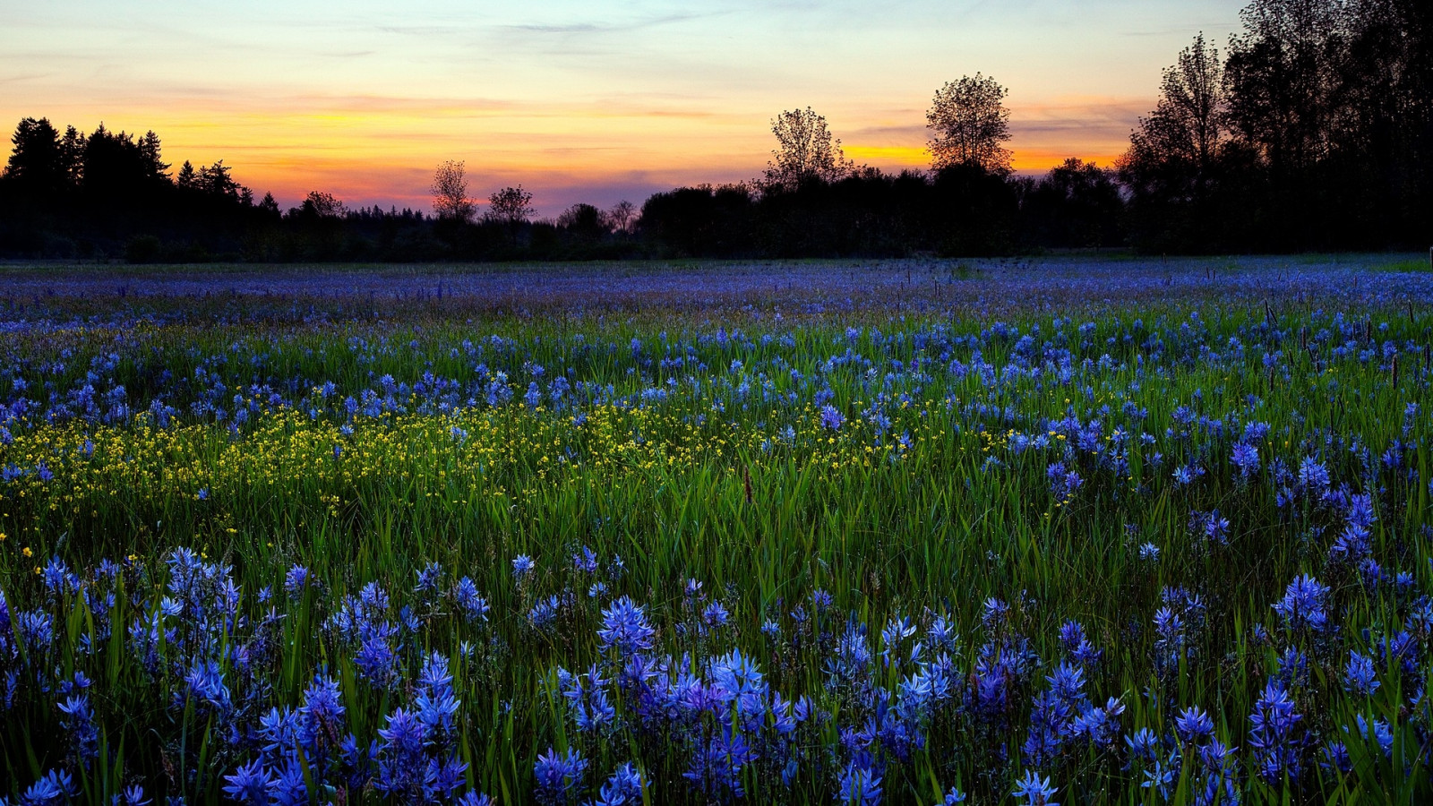 træer, solnedgang, blomster, natur, himmel, Mark, lavendel, blomst, plante, eng, wildflower, græsplæne, prærie, jord plante, blomstrende plante, grønne, lupin, engelsk lavendel, bluebonnet